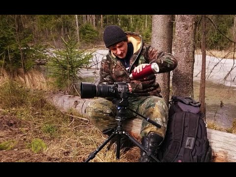 Видео: фотоохота / cнимаю на canon 600D / объектив canon 70-300 is usm