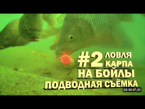 Видео: Ловля карпа на бойлы # 2 подводная съёмка (Видео 4К)