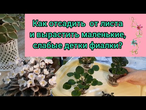 Видео: Маленькие, слабые детки фиалки! Как правильно отсадить их от листа и вырастить?
