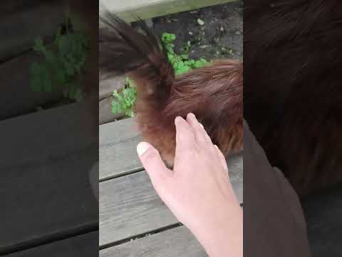 Видео: Интересный факт ,хозяевам кошек на заметку #танцыобовсем #cat #кіт #кот #коты#коти