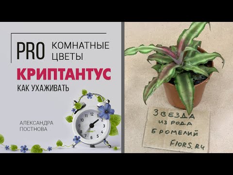 Видео: Криптантусы - звезда среди бромелиевых. Неприхотливое комнатное растение.