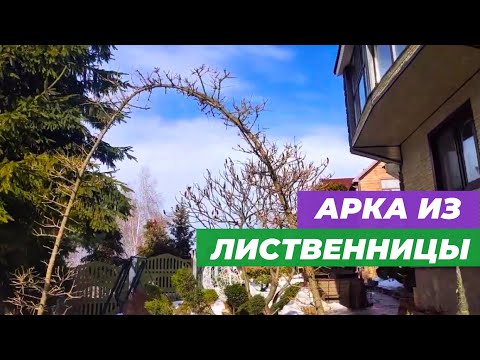 Видео: Формирование арки из лиственницы.