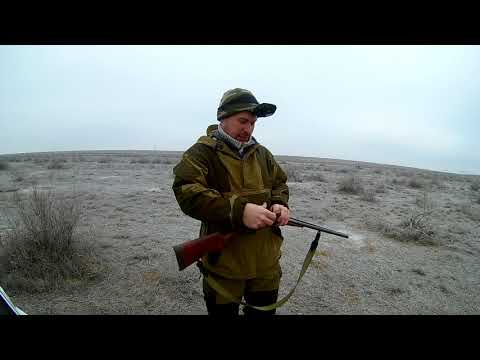 Видео: закрытие по зайцу 2019,  иж 43, Курцхаар по клички Чир.