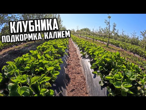 Видео: Клубника заключительная подкормка перед плодоношением 🍓🍓🍓