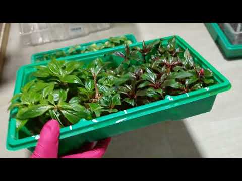 Видео: 🌺🌺🌺Черенки без грибного комарика🌺