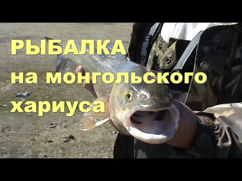 Видео: МОНГОЛИЯ .Рыбалка на монгольского хариуса