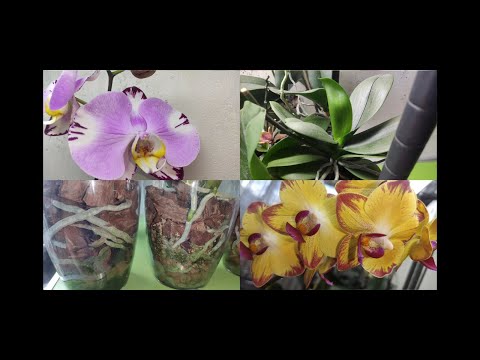 Видео: Удобрения для орхидей и не только! Когда, какие и для чего (листья, корни, цветение) использовать?