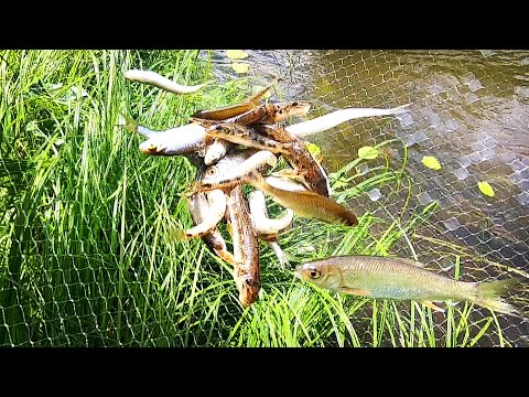 Видео: Как и Чем БЫСТРО НАЛОВИТЬ ЖИВЦА! Рыбалка на Подъёмник Паук!