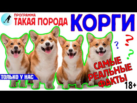 Видео: Такая порода. Корги