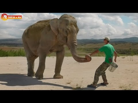 Видео: Привели Магду купаться. Пеликан в шоке 😁 Тайган. Elephant life in Taigan
