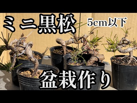 Видео: [Бонсай Куромацу] Милая мини-черная сосна с проволокой на зиму. Бонсай 5 см.