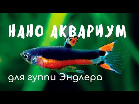 Видео: ЗАПУСК АКВАРИУМА  для #ГУППИ ЭНДЛЕРА 💧🦠💦