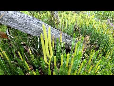 Видео: Плаун и камни в почках, предстательная железа, незаживающие раны,детская присыпка...