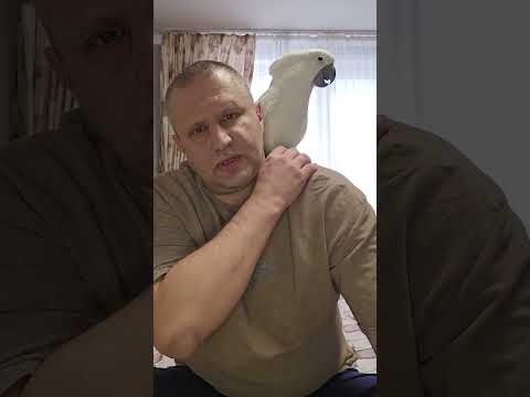 Видео: Самоощипывание у попугаев, что это такое, и как с этим бороться.