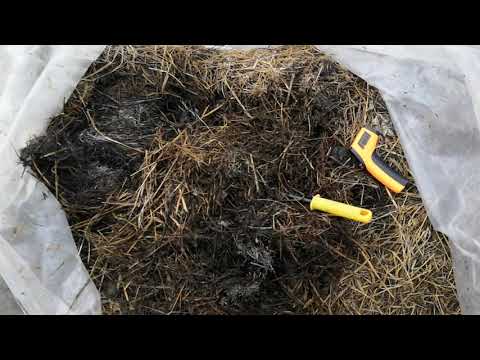 Видео: Лучшее удобрение для клубники - прелое сено. Ягоды будут вкуснее  и крупнее с таким удобрением.