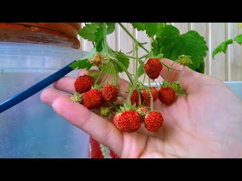 Видео: Земляника на балконе