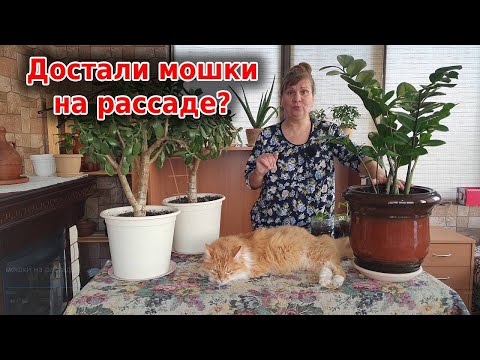 Видео: Черная мошка на рассаде? Что делать, как бороться. Проверенные способы