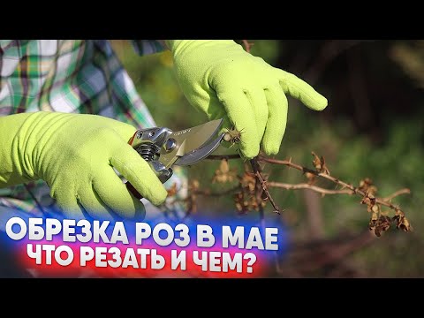 Видео: Обрезка роз в мае - что резать и чем?
