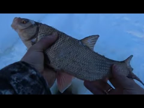 Видео: ТАКИХ ПОРОСЯТ Я ЕЩЁ НЕ ЛОВИЛ😯 МЕЧТА А НЕ РЫБАЛКА!! УДАЧНО МЫ ПРИЕХАЛИ НА ЭТУ РЕЧКУ🎣🐬