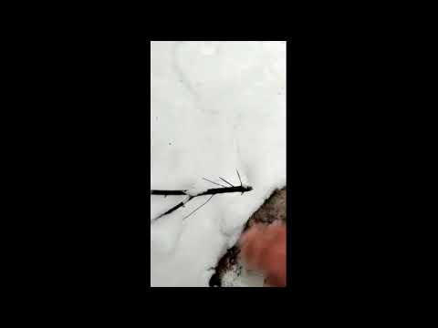 Видео: второй волк Вячеслава за неделю!