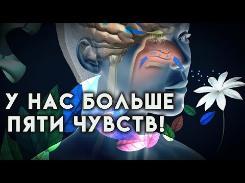 Видео: У человека больше, чем 5 чувств!