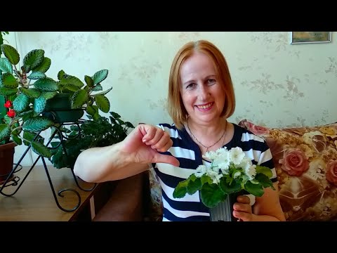 Видео: Фиалки по акции,  или как обманывают коллекционеры.