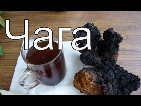 Видео: Как собирать чагу? Как сушить чагу?  Как заварить чагу?