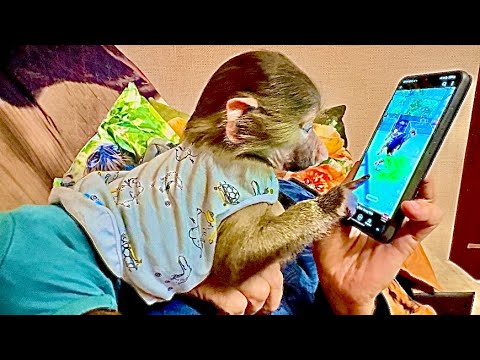 Видео: УХАХАТАЙКА! Степа  завис в интернете, а Маня хочет внимания-все как у людей)))