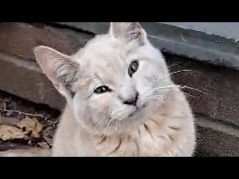 Видео: Выброшенный парализованный кот оказался влюбленным