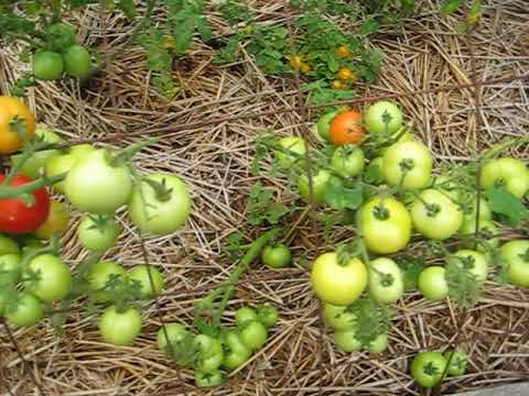 Видео: ЕЩЕ 2 СОРТА ТОМАТОВ ДОСТОЙНЫ ДЛЯ ОГОРОДА
