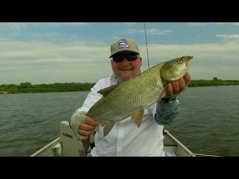 Видео: Мировая рыбалка. Сезон 1 Ловля белого хищника на реке Неман