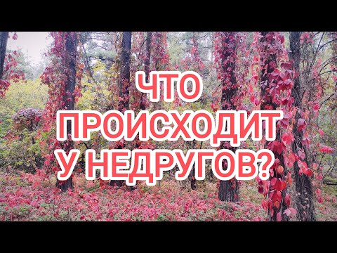 Видео: 🍀3 камня🍀ЧТО ПРОИСХОДИТ У ВАШИХ НЕДРУГОВ? 