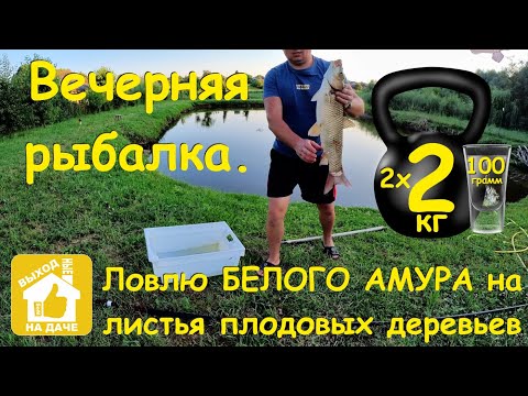 Видео: 🌜Вечерняя🌛 🎣рыбалка🎣 ловлю белого 🐠амура 🐟 на листья🌿 плодовых деревьев☘️