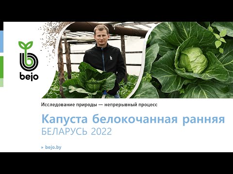 Видео: Самая ранняя капуста РАНИНИ F1