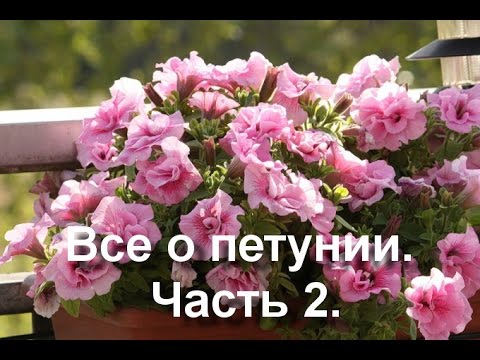 Видео: Все о петунии. "Букетная" посадка на клумбе.Часть 2.