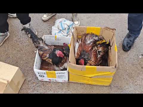 Видео: 25.02.24СарыағашЖібек жолы қүс базарыКуркелер,тауықтар,қаздар,уйректер,цысаркалар,боденелер,тоты қүс