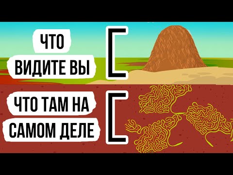Видео: Что можно увидеть, если попасть внутрь муравейника