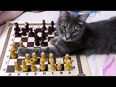 Видео: Влог. Впервые готовлю пирог 3 стакана. Играем с Ваней в шахматы.