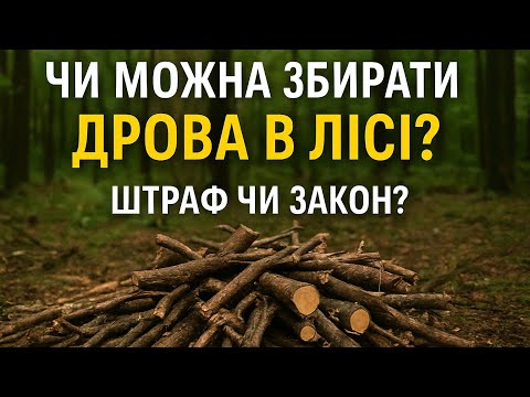 Видео: Незаконний штраф за дрова: що можна збирати в лісі без дозволу. Важливі моменти