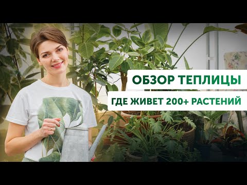 Видео: БОЛЬШОЙ обзор растений/Особенности выращивания комнатных растений в теплице