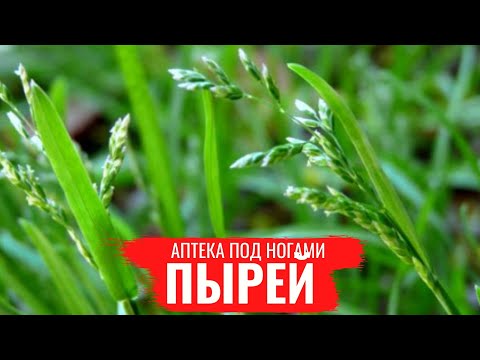 Видео: ПЫРЕЙ / Лечебные св-ва / Правила сбора / Аптека под ногами