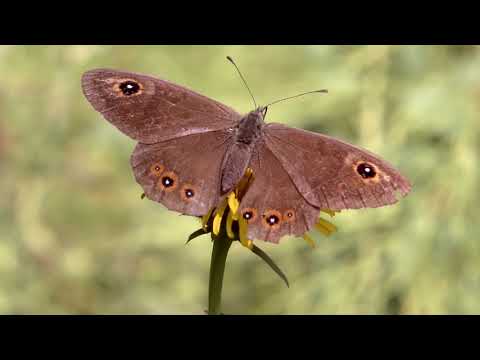Видео: Особо охраняемые природные территории Челябинской области
