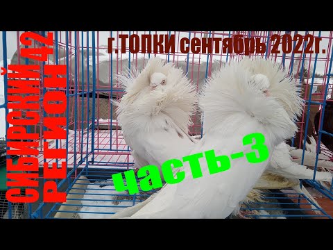 Видео: ГОЛУБИ.ПОРОДЫ ГОЛУБЕЙ и ЦЕНЫ.(часть-3)