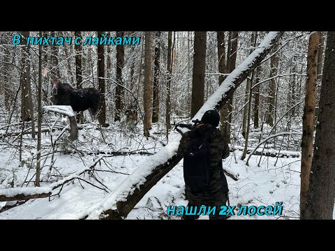 Видео: В тайгу с лайками , Урман нашел 2 х лосей после привала