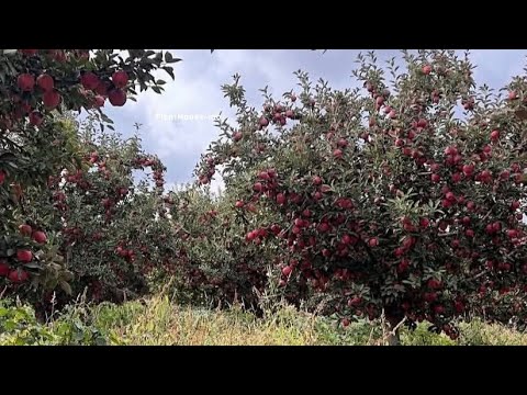 Видео: Алма бактарды, биздин багбандар кандай карашат?