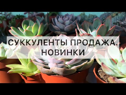 Видео: Суккуленты новинки. Продажа суккулентов. Август 2022