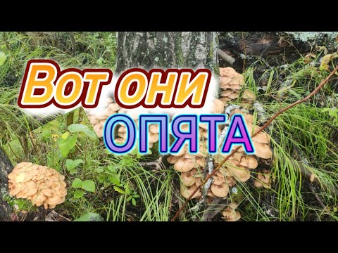 Видео: Вот они опята 2023.мощное косилово.