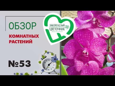 Видео: #53 Обзор комнатных растений | Ванды, фаленопсисы, розы, хризантемы. Поставка к 1 сентября