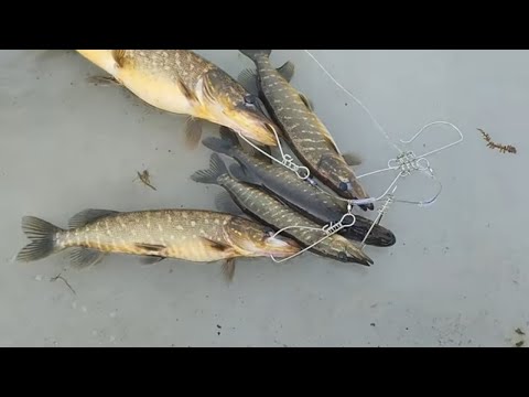 Видео: Fishing експерементую риболовні місця другий день