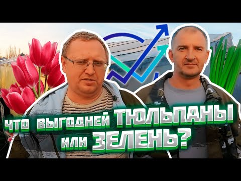 Видео: Выращивание зелени как бизнес или хобби. Зеленый лук или тюльпаны что выгодней?